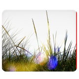 Mauspad Dünengräser im Sonnenlicht